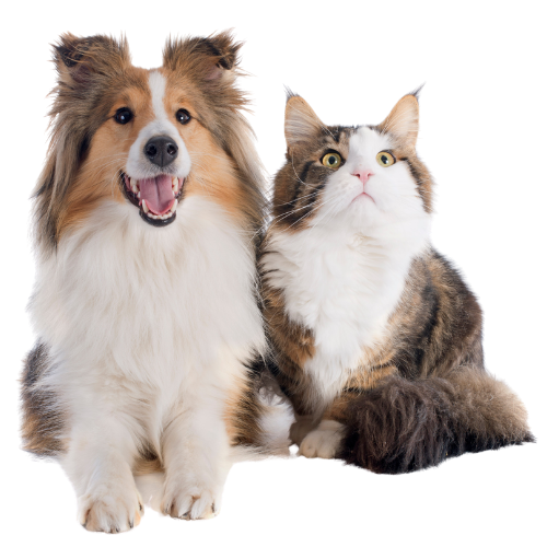 Pet Policy Image